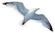 SeaBird Marine seagull